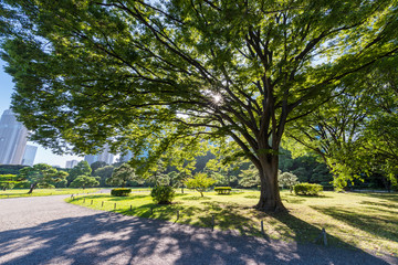 Obraz premium 木漏れ日が輝く浜離宮恩賜庭園の風景