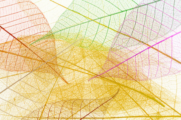 fond de feuilles décoratives 