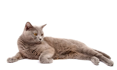 Fototapeta premium Gray cat isolated on a white background