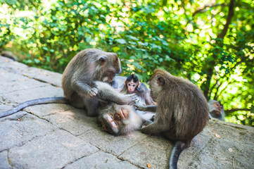 Sacred monkey forest sanctuary in Ubud