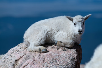 An Adorable Baby Mountain Goat Lamb