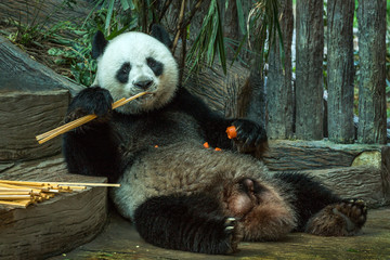 Obraz premium Giant panda bear eating bamboo leaf.