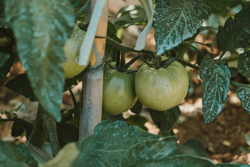 huerto ecológico de tomates  - 212739563