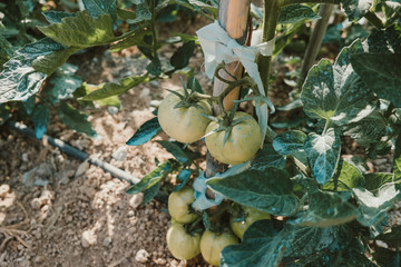huerto ecológico de tomates  - 212739740