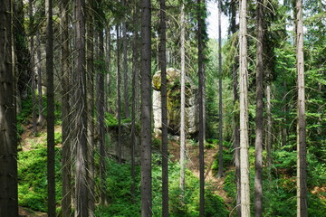 Drzewa, drzewa, drzewa... i skały w Skalnych miastach w Teplicach w Czechach