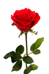 Fototapeta premium pink and yellow rose isolated on white background