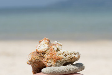 Piece of a red coral on the beach