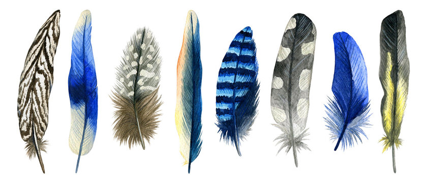 Watercolor hand drawn isolated set of blue feathers