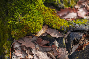 bark tree texture