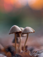 Shallow depth of field mushrooms