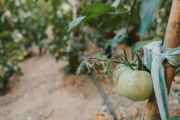 huerto ecológico de tomates  - 212740739