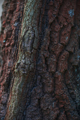 Texture of the tree