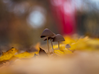 Shallow depth of field mushrooms