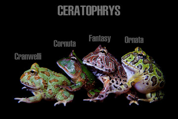 Fototapeta premium The pacman frogs isolated on black