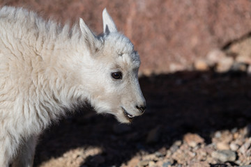 An Adorable Baby Mountain Goat Lamb