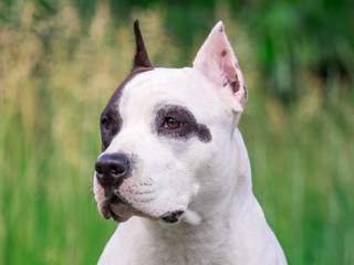 the muzzle of the American Staffordshire Terrier
