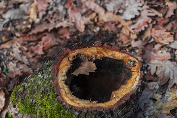 Trunk of tree in side of the forest