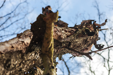 Trunk of tree in side of the forest