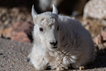 An Adorable Baby Mountain Goat Lamb