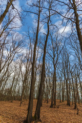View inside of the forest
