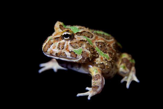 The chachoan horned frog isolated on black