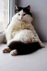 A fat black and white cat sits on the window like a man