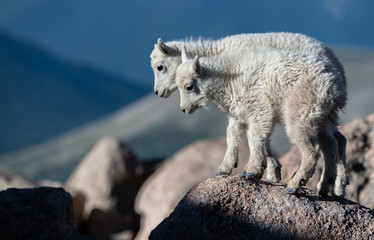 Baby Mountain Goat Kids Playing on Top of Mount Evans