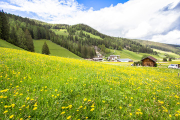 Blooming dandelions field in Alps