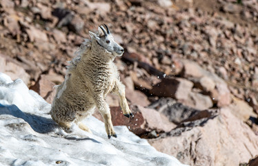 A Playful Sub Adult Mountain Goat Cooling Off in the Snow