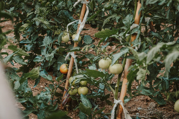 huerto ecológico de tomates  - 212742127