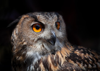 Eurasian eagle owl  with open beak