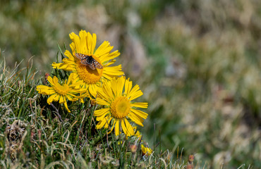 Edith's Checkerspot Butterfly on an Alpine Sunflower