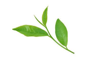 Fototapeta premium Green tea leaf isolated on white background
