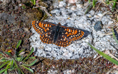 Edith's Checkerspot Butterfly in the Colorado Rocky Mountains