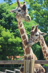 ADORABLE CLOSE UP OF A GIRAFFE