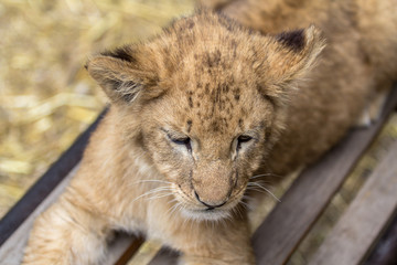 Fototapeta na wymiar Lion cub on the bench