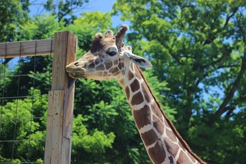 Fototapeta premium ADORABLE CLOSE UP OF A GIRAFFE