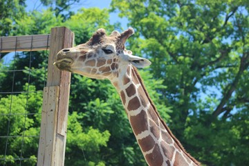 Fototapeta premium ADORABLE CLOSE UP OF A GIRAFFE