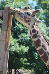 ADORABLE CLOSE UP OF A GIRAFFE