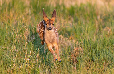A Baby Mule Deer Fawn Running in a Meadow 