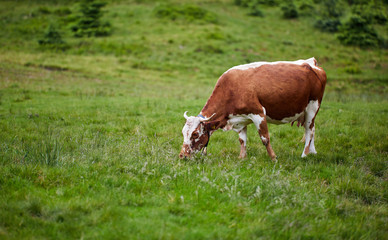 Healthy cow in mountains