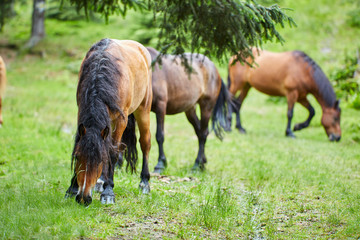 Fototapeta premium Herd of horses grazing