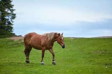 Horse on a pasture