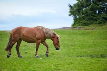 Naklejka na ściany i meble Horse on a pasture