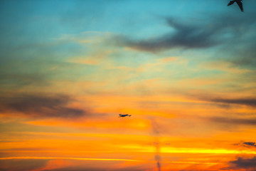 Bird in the sky