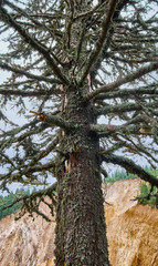 Pine tree with mossy branches