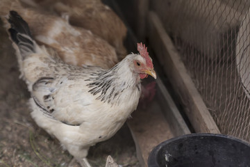 chicken hen farm organic home pets for eggs nutrition fresh from nature.