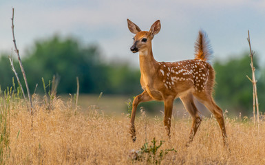 A Beautiful White-tailed Deer Fawn in a Meadow 