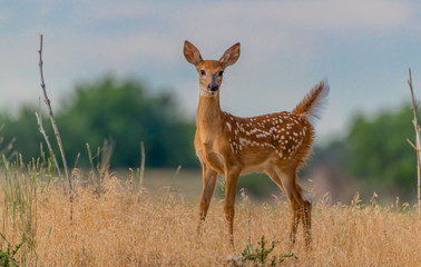 A Beautiful White-tailed Deer Fawn in a Meadow 