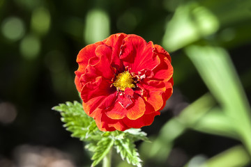 Potentilla 'William Rollison' a springtime summer red flower small shrub commonly known as  cinquefoil